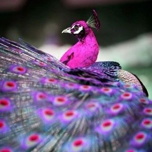 The Bohemian Peacock